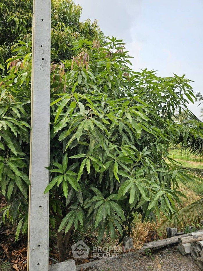 picture 6,668 m² Land for Sale in Bang Khanun (ID 1530175) - 8/9