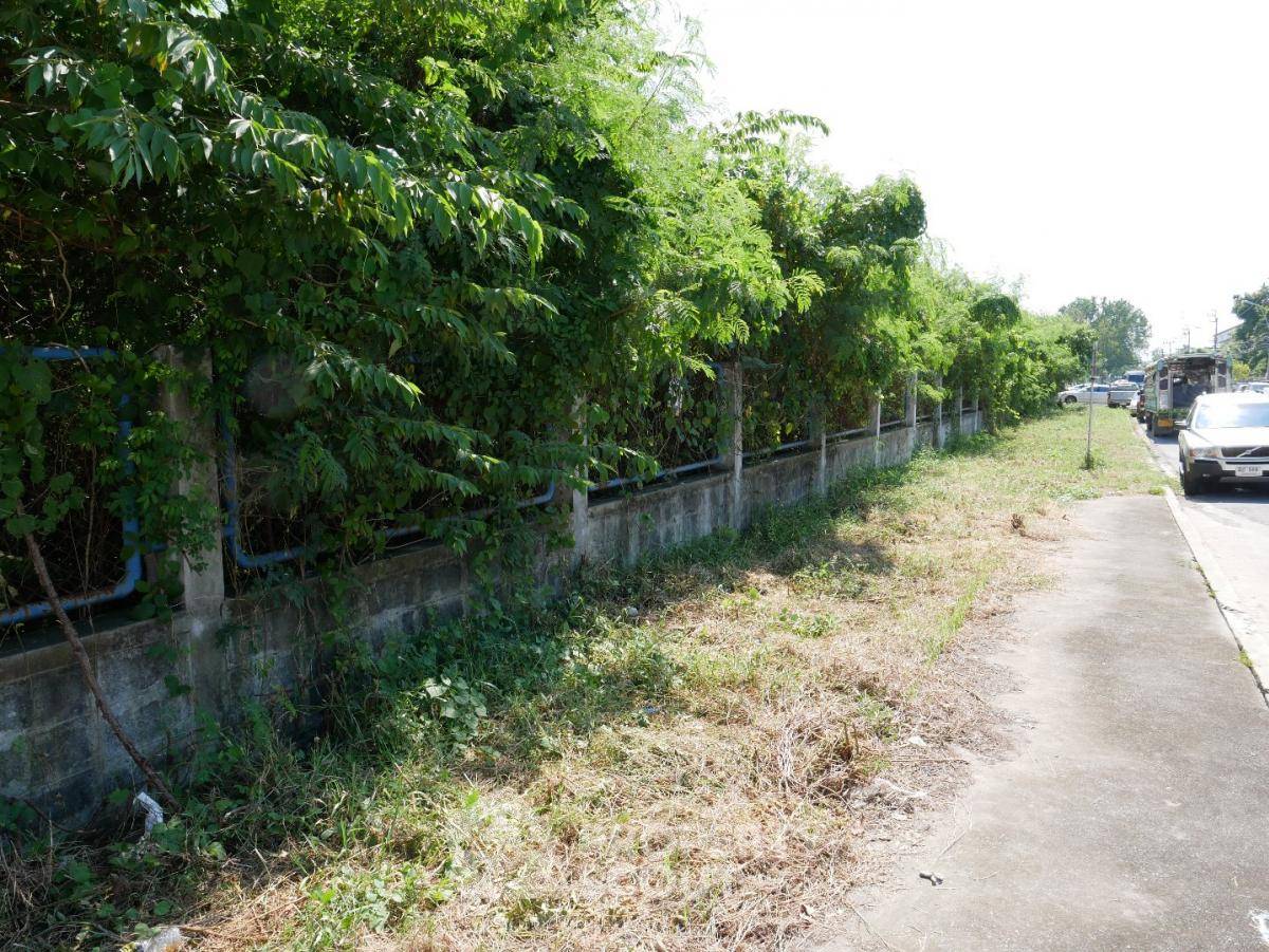 รูป ที่ดินสำหรับปล่อยเช่า 7,964 ตารางเมตร แถว ใน ลำปลาทิว (ID 1961029) - รูปที่ 3/5