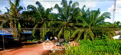 ที่ดิน ไชยา สุราษฎร์ธานี : ที่ดินสำหรับปล่อยขาย 5,436 ตารางเมตร แถว ใน ทุ่ง (ID 2099666)