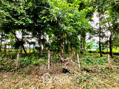 ที่ดิน มีโชค พลาซ่า : ที่ดินสำหรับปล่อยขาย 1,552 ตารางเมตร แถว ใน ช้างเผือก (ID 1296723)