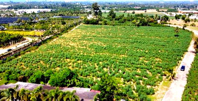 ที่ดิน นาจอมเทียน ชลบุรี : ขายที่ติดสวนนงนุช พัทยา  ใกล้ทะเลนาจอมเทียน แปลงสวย ทำเลดีมาก 