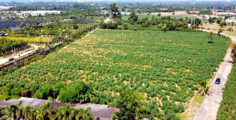 รูป ขายที่ติดสวนนงนุช พัทยา ใกล้ทะเลนาจอมเทียน แปลงสวย ทำเลดีมาก - รูปที่ 1/4