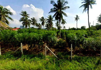 ที่ดิน สัตหีบ ชลบุรี : ขายที่ดินแปลงสวย  ทำเลดี ใกล้แหล่งท่องเที่ยว เมืองพัทยามากมาย 