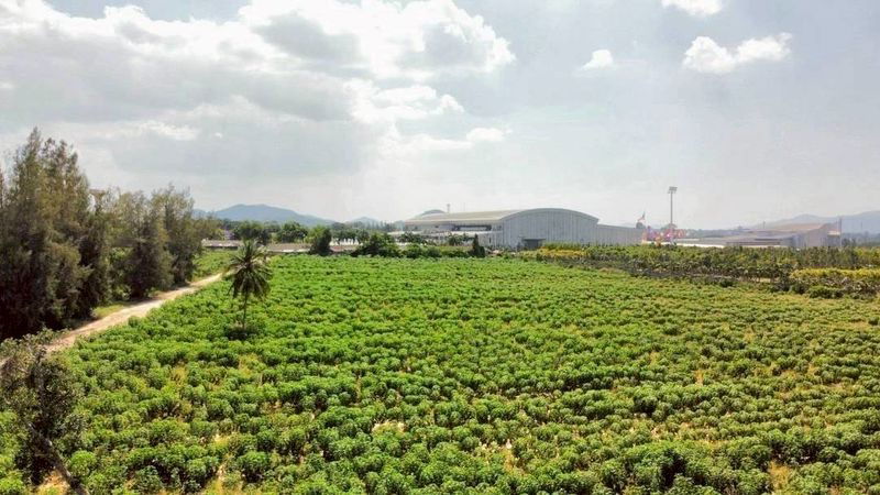 รูป ขายที่ติดสวนนงนุช พัทยา ใกล้ทะเลนาจอมเทียน แปลงสวย ทำเลดีมาก - รูปที่ 3/4