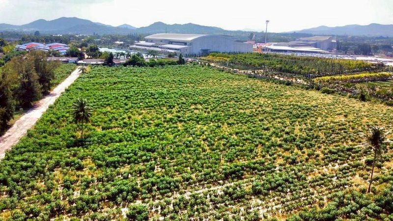 รูป ขายที่ติดสวนนงนุช พัทยา ใกล้ทะเลนาจอมเทียน แปลงสวย ทำเลดีมาก - รูปที่ 2/4