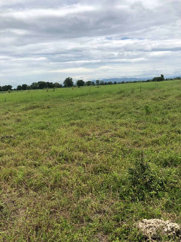 รูป ✨ ขายที่ดินเปล่า 20 ไร่ เลาขวัญ – กาญจนบุรี | เหมาะทำเกษตรกรรม | มีบ่อน้ำ | ราคาต่อรองได้ - รูปที่ 3/5