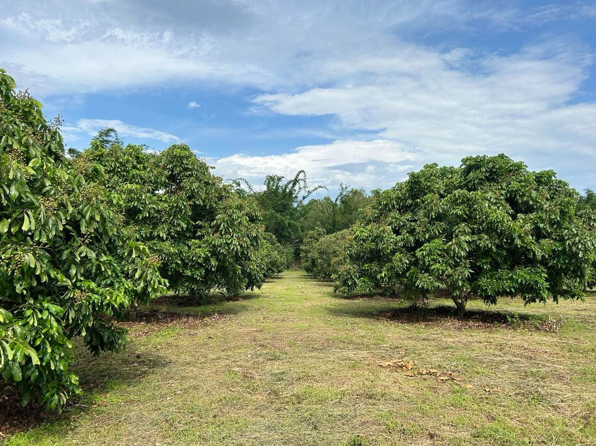 รูป ขายที่ดินสวนลำไย แม่แตง เชียงใหม่ ราคาถูก น้ำไม่เคยท่วม - รูปที่ 5/7