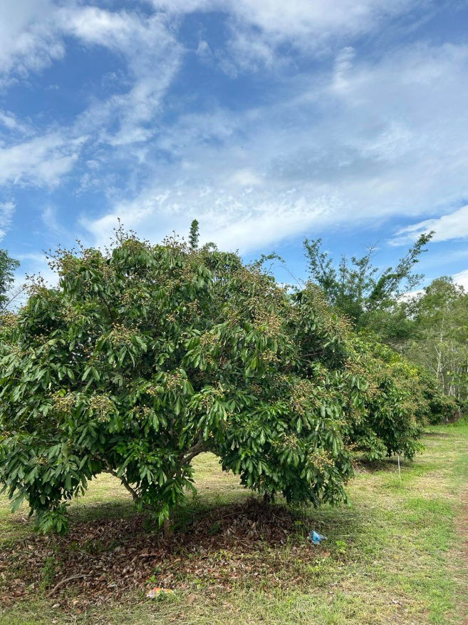 รูป ขายที่ดินสวนลำไย แม่แตง เชียงใหม่ ราคาถูก น้ำไม่เคยท่วม - รูปที่ 3/7