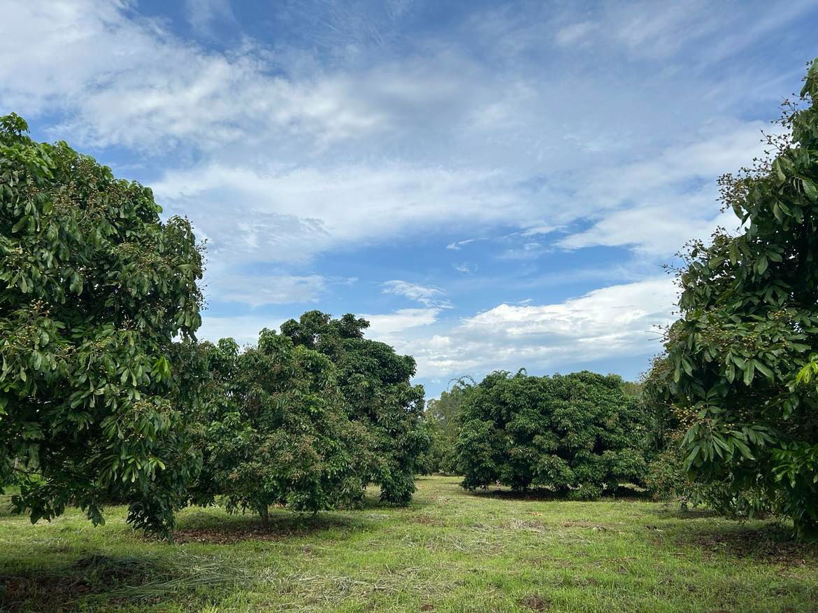 รูป ขายที่ดินสวนลำไย แม่แตง เชียงใหม่ ราคาถูก น้ำไม่เคยท่วม - รูปที่ 4/7