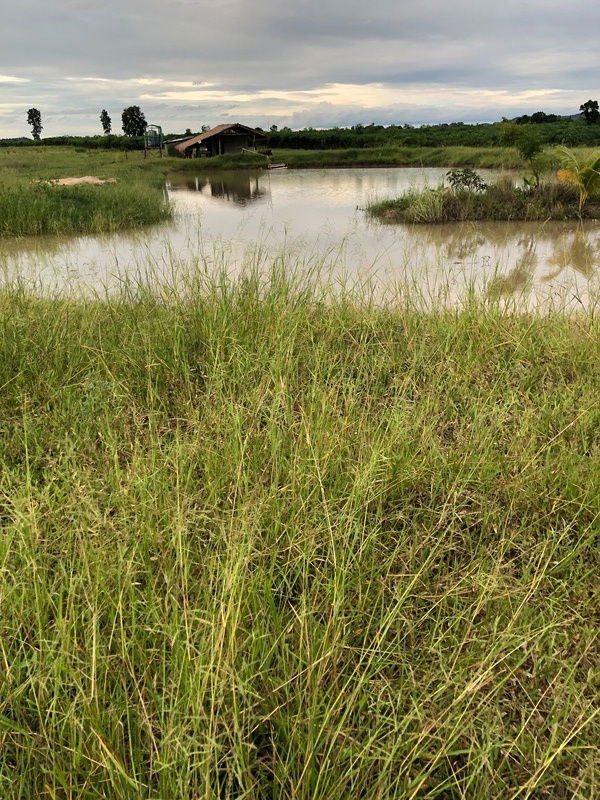 รูป ✨ ขายที่ดินเปล่า 20 ไร่ เลาขวัญ – กาญจนบุรี | เหมาะทำเกษตรกรรม | มีบ่อน้ำ | ราคาต่อรองได้ - รูปที่ 2/5