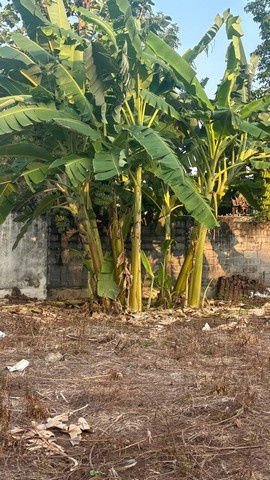 รูป TD1155 ให้เช่าที่ดินแปลงงาม ย่านสนามบินน้ำ นนทบุรี - รูปที่ 1/8