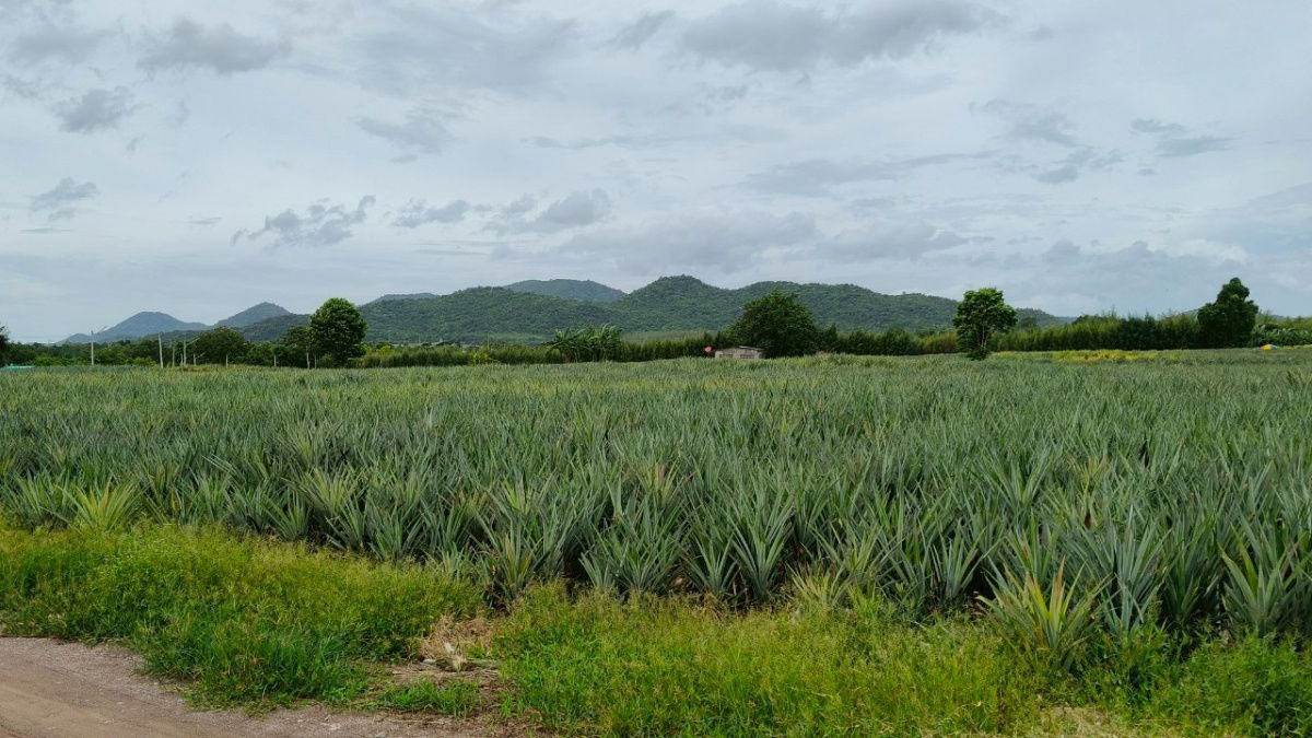 picture Lands for sale in Hua-hin 1.4 m. baht per rai - 8/10