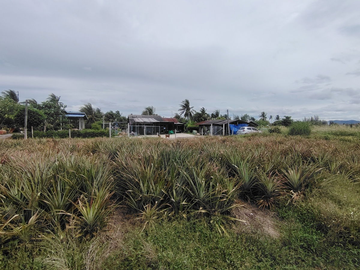 รูป ขายที่ดิน 2-0-0 ไร่ | ทำเลสะดวก ใกล้ทางหลวงหมายเลข 4 เหมาะสำหรับพัฒนาโครงการบ้านขนาดเล็ก ! - รูปที่ 5/6