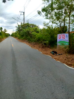 ที่ดิน ลำลูกกา คลองหนึ่ง : ที่ดินแปลงสวย ราคาดี  บึงสนั่น ธัญบุรี จ.ปทุมธานี  มีขาย2 แปลงติดกัน ขนาด แปลงละ 1 ไร่ 22 ตรว. รวม 2 ไร่ 44 ตรว.