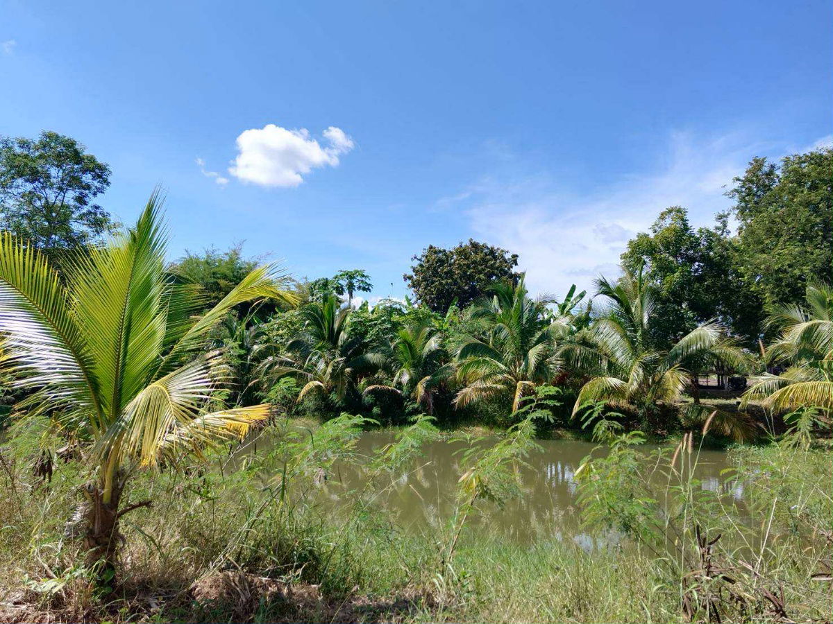 picture Land for sale (For farm and house) - 9/9