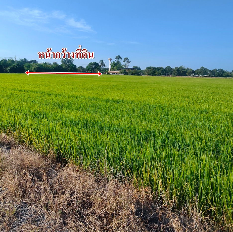 รูป ขายที่ดินคลอง9 หนองเสือ ติดถนนคอนกรีต 10ไร่ - รูปที่ 7/7