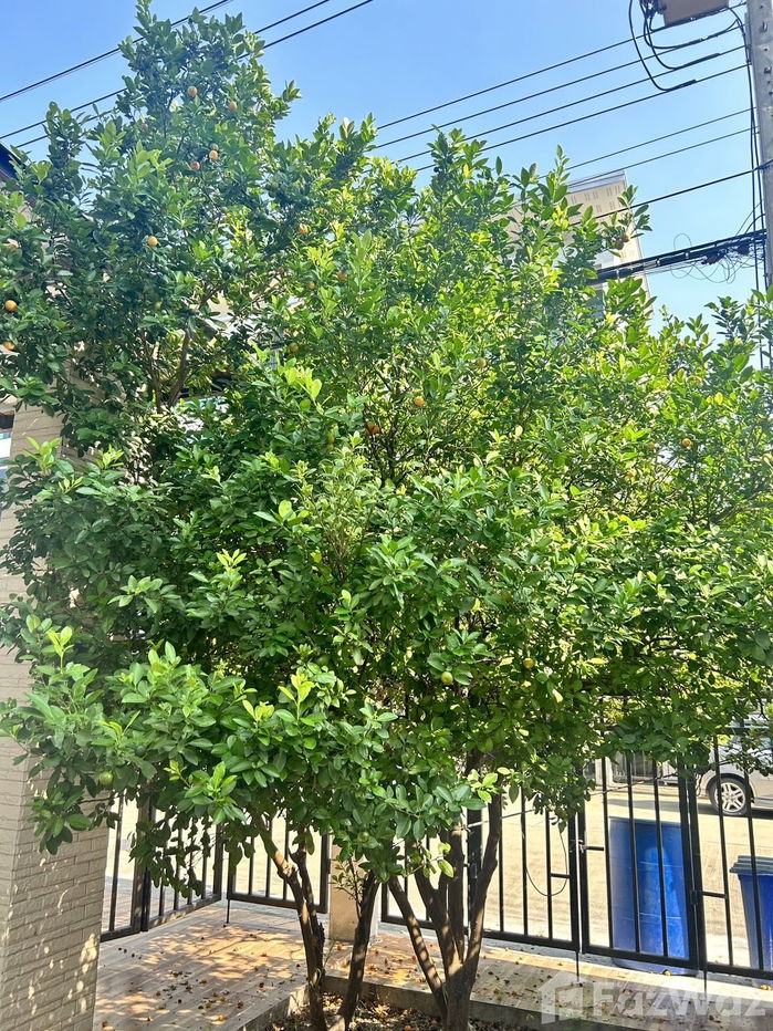 รูป ทาวน์เฮ้าส์ให้เช่า 10 ห้องนอน ในโครงการ บิซ แกลเลอเรีย นวลจันทร์ 5576051 - รูปที่ 2/30