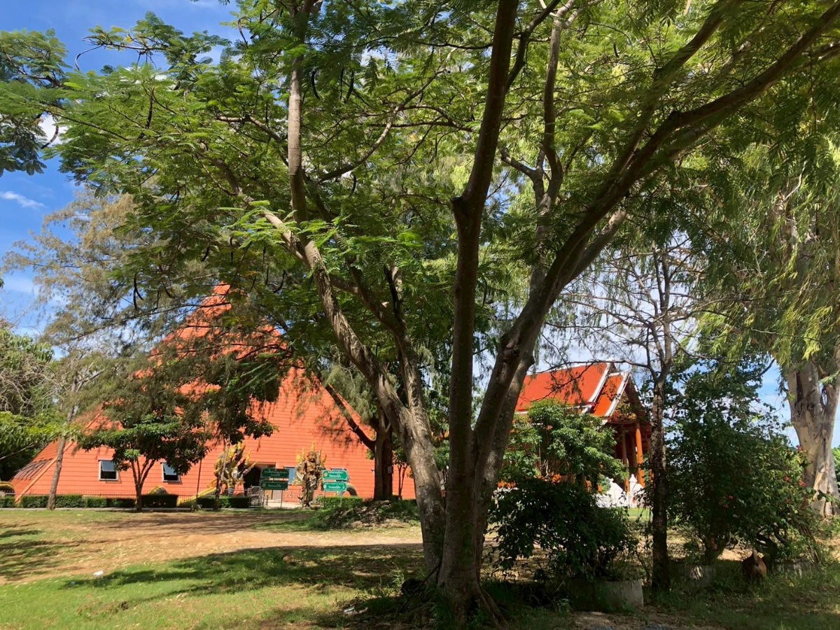 รูป ⭐ ขายที่ดินสวย 14 ไร่ พญาเย็น–ปากช่อง 🏞️✨ วิวภูเขา อากาศดี ทำเลใกล้รีสอร์ต–คาเฟ่ เหมาะพัฒนาธุรกิจ! List No.92875 - รูปที่ 1/9