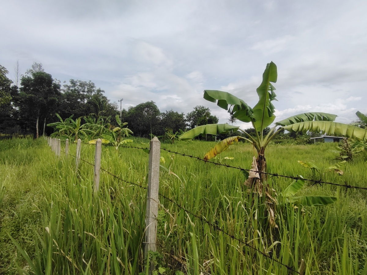 picture 1-0-0 Rai | Nice Square Shaped Home Plot  Conveniently Located West of Hua Hin Bypass - 6/12