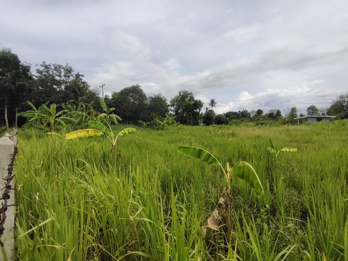 picture 1-0-0 Rai | Nice Square Shaped Home Plot  Conveniently Located West of Hua Hin Bypass - 8/12