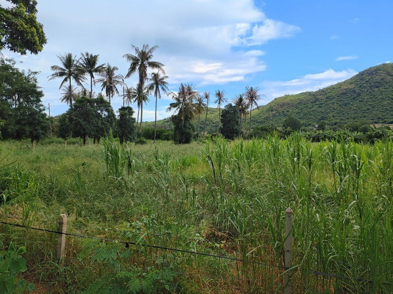 รูป ขายที่ดิน 3-0-0 ไร่ รูปแปลงสี่เหลี่ยมผืนผ้า วิวภูเขาล้อมรอบสวยงาม! - รูปที่ 5/11