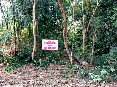 ที่ดิน ภูกระดึง เลย : ที่ดินเปล่า ทำเลทองภูกระดึง เจ้าของขายเอง