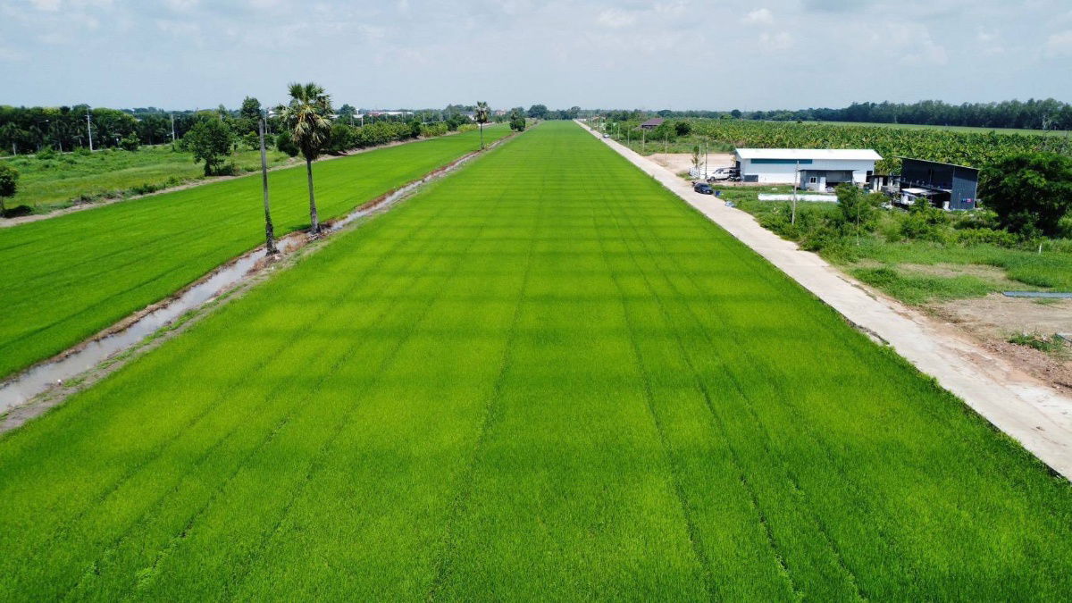 รูป ปลูกบ้านทำสวนโกดังเก็งกำไรใกล้เซเว่นซีเจมอลล์ โลตัส วัดโรงเรียนถนนคอนกรีต8.75มไร่ละ 1.45 ล้านบาทเนื้อที่ 1ไร่คลอง 11หนองเสือปทุมธานีรีบมาดูก่อน - รูปที่ 14/23