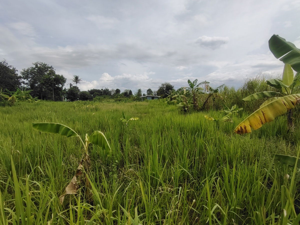 picture 1-0-0 Rai | Nice Square Shaped Home Plot  Conveniently Located West of Hua Hin Bypass - 7/12