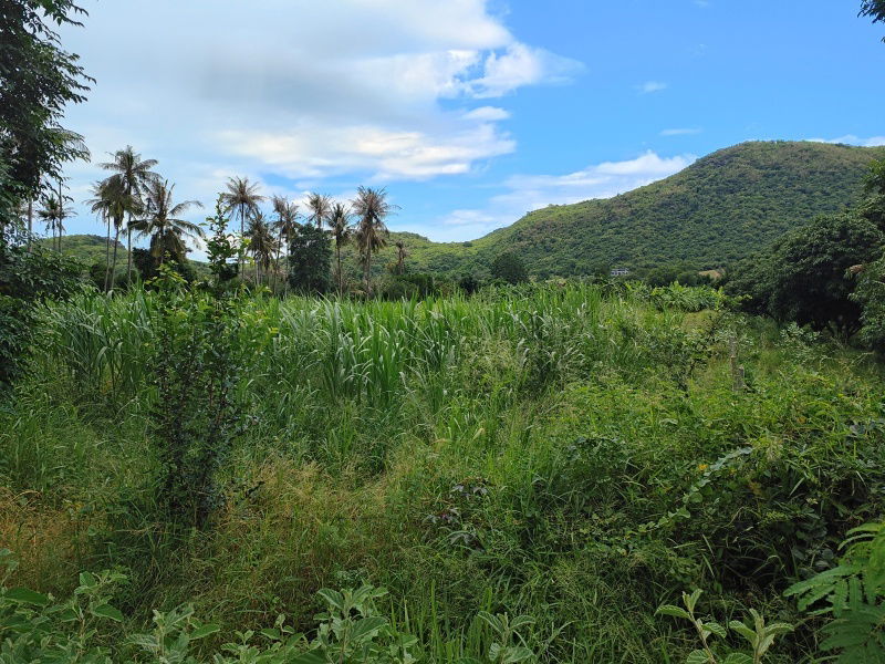รูป ขายที่ดิน 3-0-0 ไร่ รูปแปลงสี่เหลี่ยมผืนผ้า วิวภูเขาล้อมรอบสวยงาม! - รูปที่ 6/11