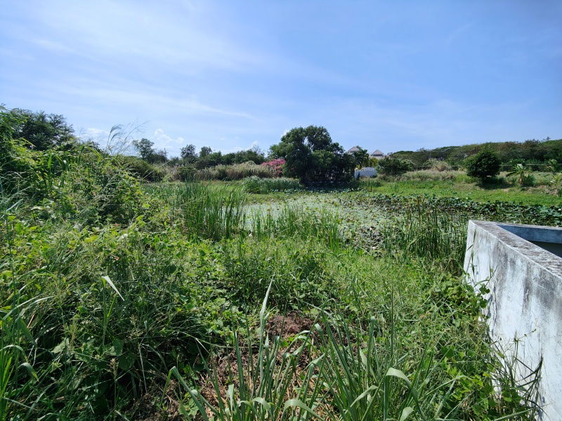 รูป ขายที่ดินสวย 241 ตารางวา  ที่ดินสวยพร้อมปลูกบ้าน  ภายในสนามกอล์ฟปาล์มฮิลส์ - ไม่มีค่าส่วนกลาง!  - รูปที่ 8/11