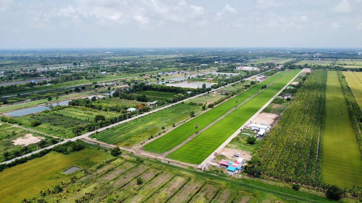 รูป ปลูกบ้านทำสวนโกดังเก็งกำไรใกล้เซเว่นซีเจมอลล์ โลตัส วัดโรงเรียนถนนคอนกรีต8.75มไร่ละ 1.45 ล้านบาทเนื้อที่ 1ไร่คลอง 11หนองเสือปทุมธานีรีบมาดูก่อน - รูปที่ 17/23