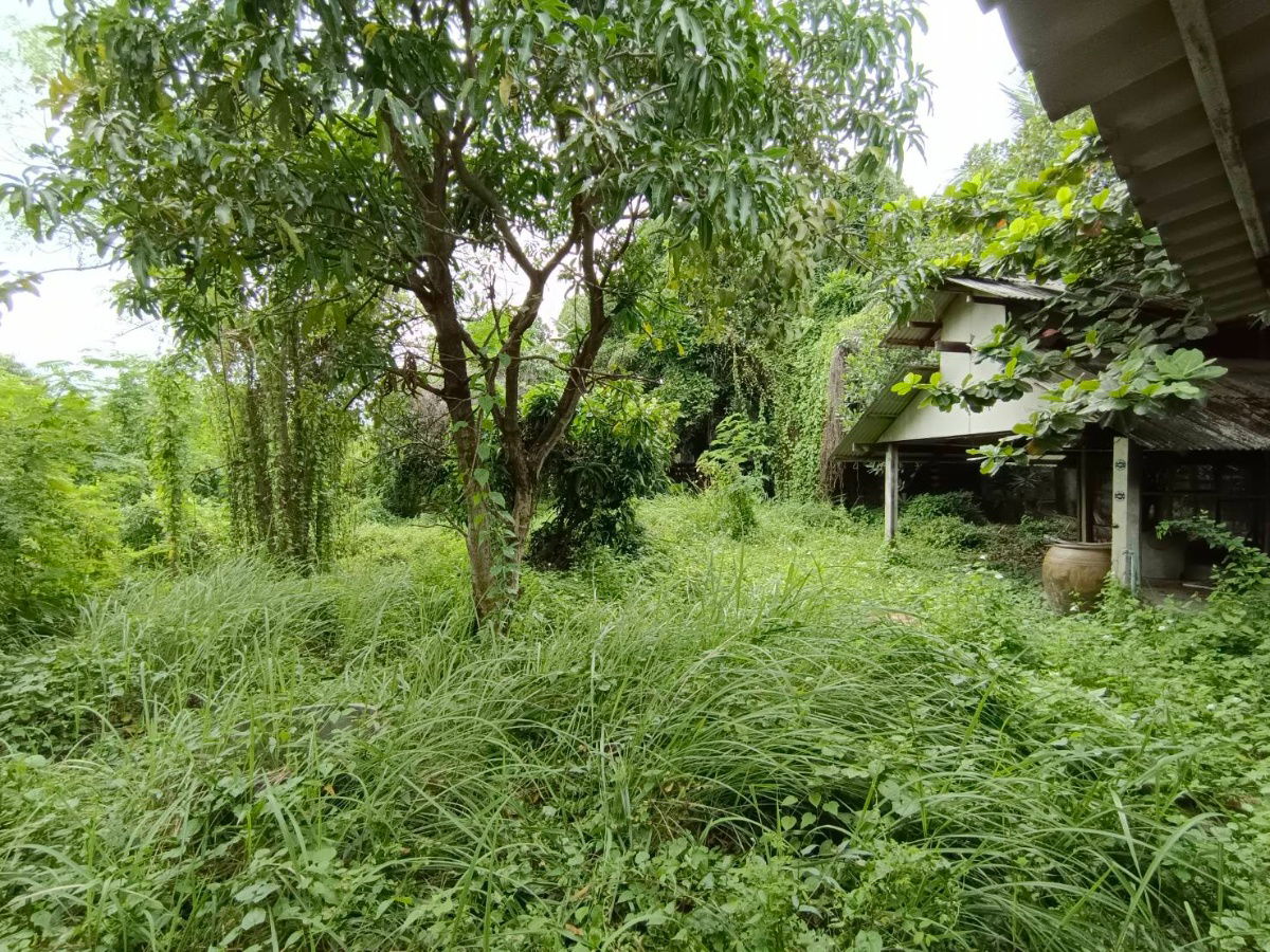 รูป 🏡 ขาย: บ้านเดี่ยวสองชั้น พร้อมออฟฟิศ และที่ดินเปล่า ทำเลทองในนนทบุรี! - รูปที่ 7/22