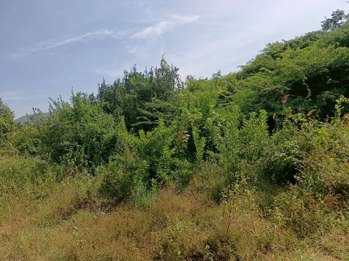 รูป 🏡💥 ขายที่ดินถมแล้ว – น้ำไฟครบ – ราคาต่ำสุดในโซนเดียวกัน! 📍 ต.หินเหล็กไฟ อ.หัวหิน จ.ประจวบคีรีขันธ์ เนื้อที่ 100 ตารางวา - รูปที่ 9/13