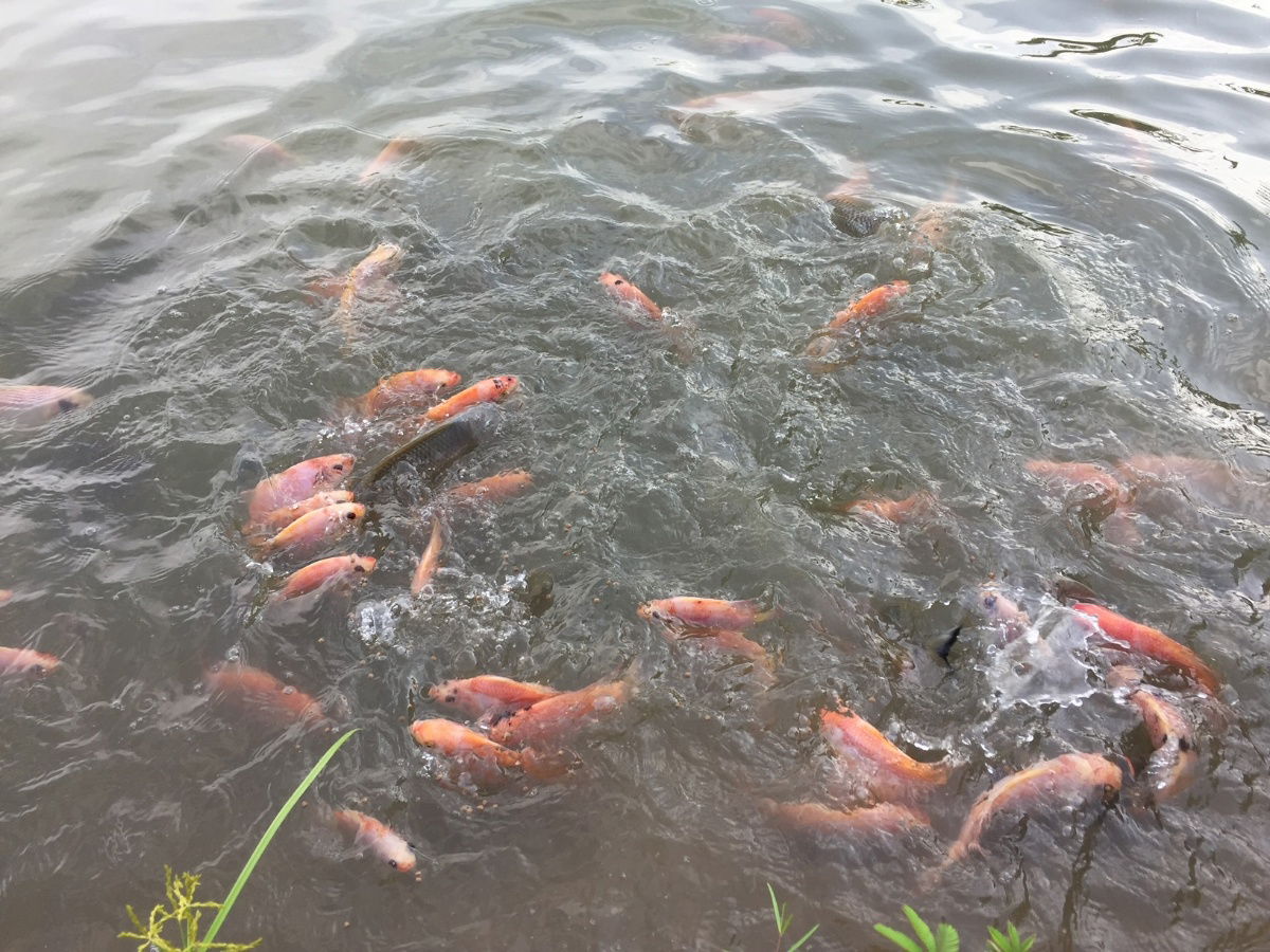 รูป ขายบ้านสวน แม่แตง-แม่ริม เชียงใหม่ ติดลำน้ำแม่ริม เชิงทางขึ้นวัดพระพุทธบาทสี่รอย  - รูปที่ 6/11