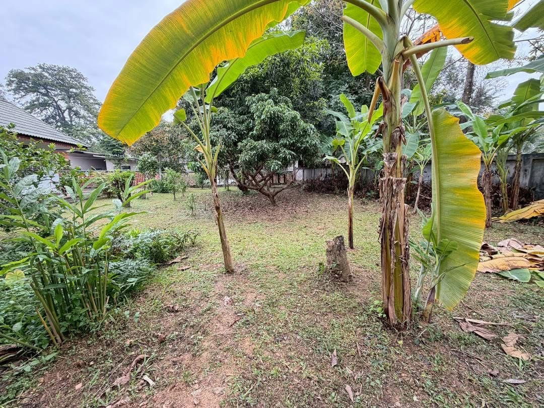 picture 100 square wah land for sale behind Wat Ram Ping. 5.9 million baht, - 7/8