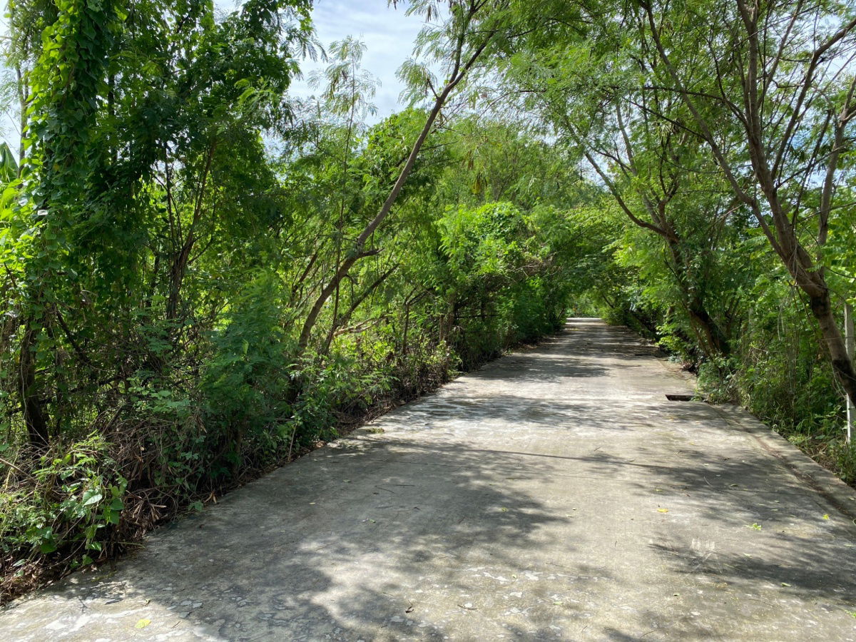 รูป ที่ดินพุทธมณฑลสาย 2 ซอย 10 ติดถนนสาธารณะ - รูปที่ 5/5