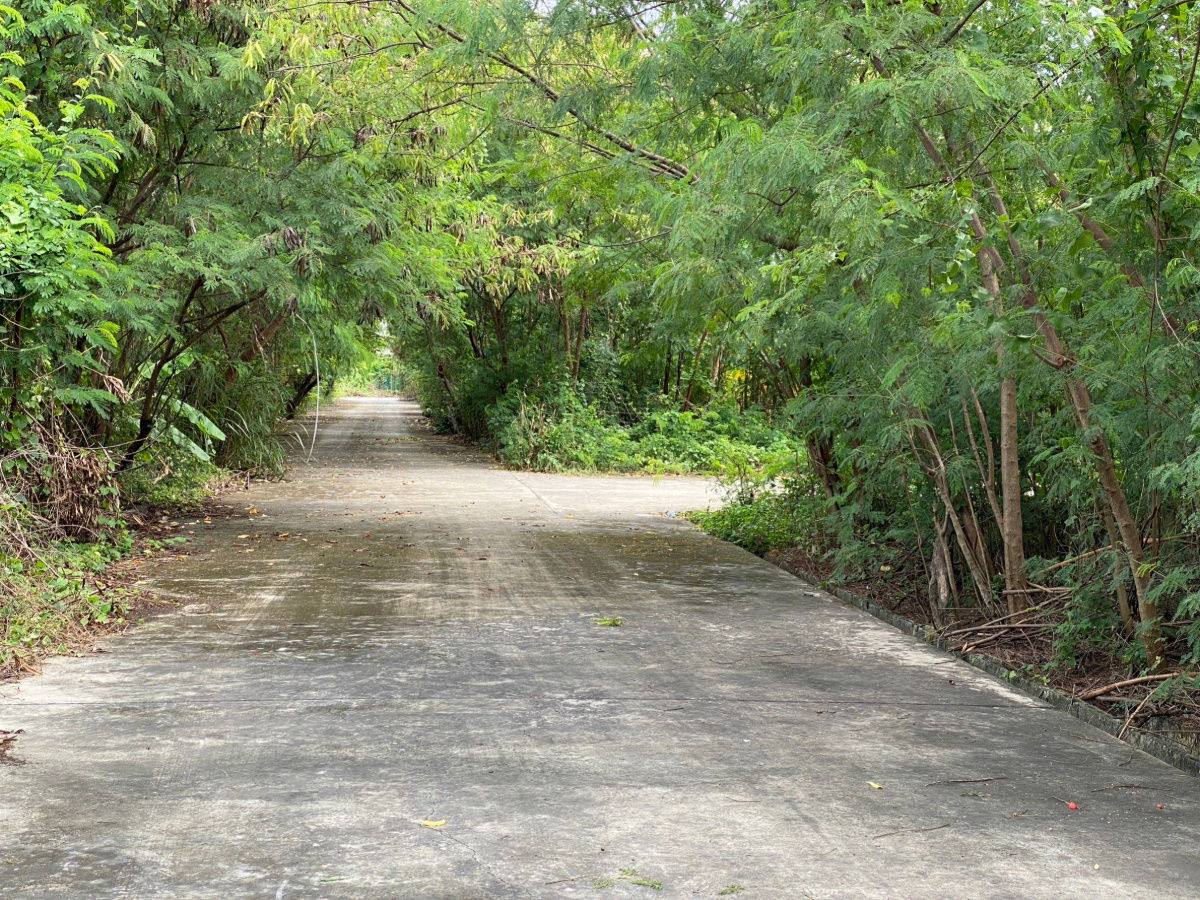 รูป ที่ดินพุทธมณฑลสาย 2 ซอย 10 ติดถนนสาธารณะ - รูปที่ 4/5