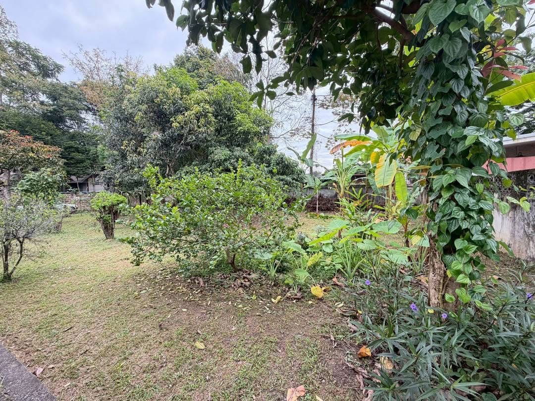 picture 100 square wah land for sale behind Wat Ram Ping. 5.9 million baht, - 6/8