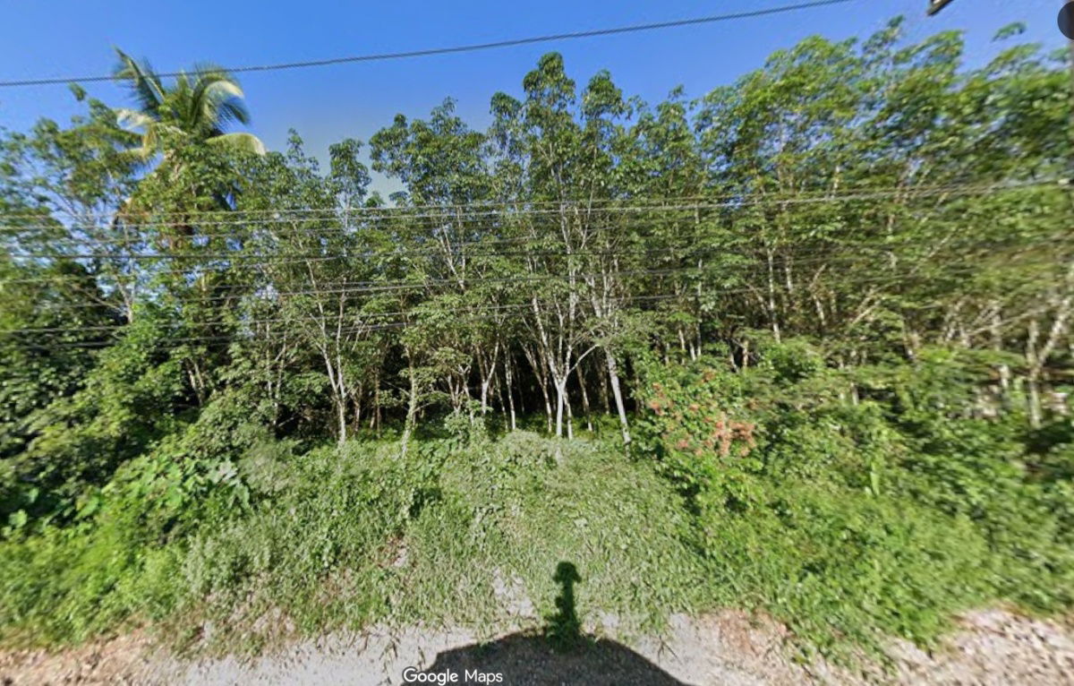 รูป ขายด่วน ที่ดินแปลงสวย บางแก้วพัทลุง ติดถนน เหมาะสร้างบ้าน ขนาด 1 ไร่ 3 งาน 95 ตารางวา ขายรวม 3.050 ล้าน  - รูปที่ 3/9