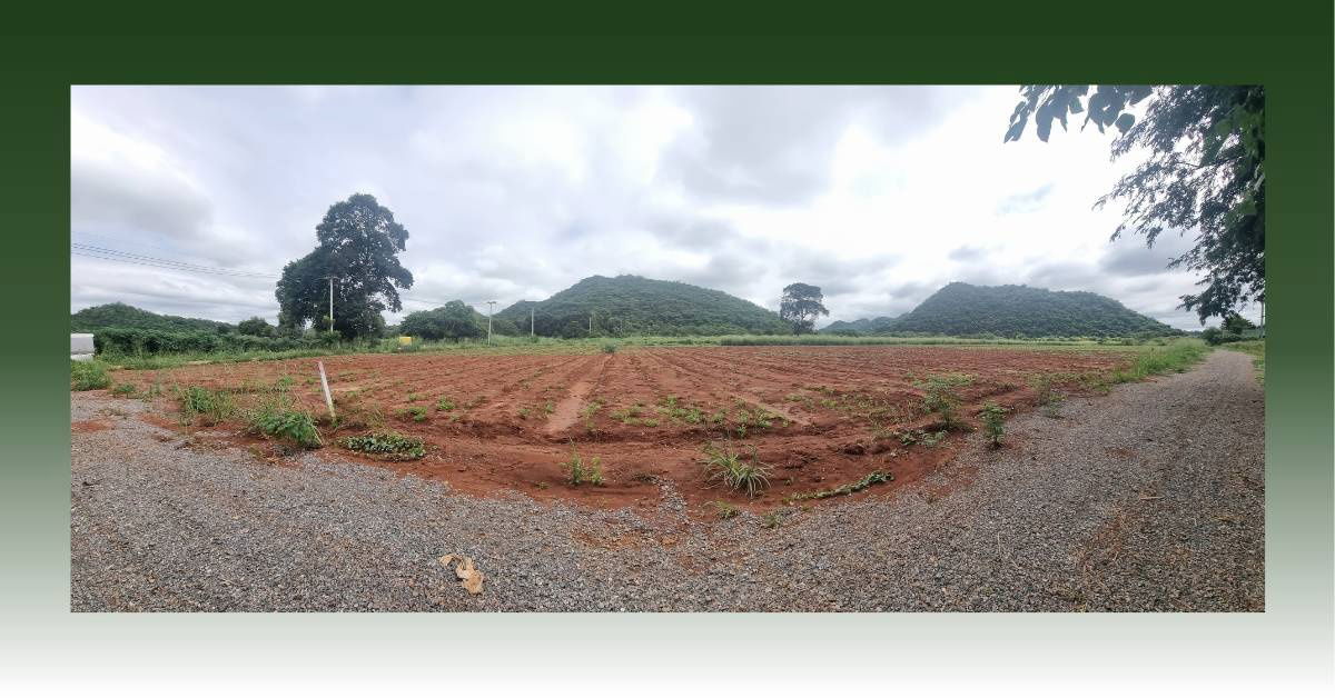 รูป ขายที่ดินจัดสรร หนองน้ำแดง ปากช่อง วิวเขา 360 องศา สาธารณูปโภคครบ พร้อมปลูกสร้างทันที 8500 ต่อ ตารางวา - รูปที่ 3/12