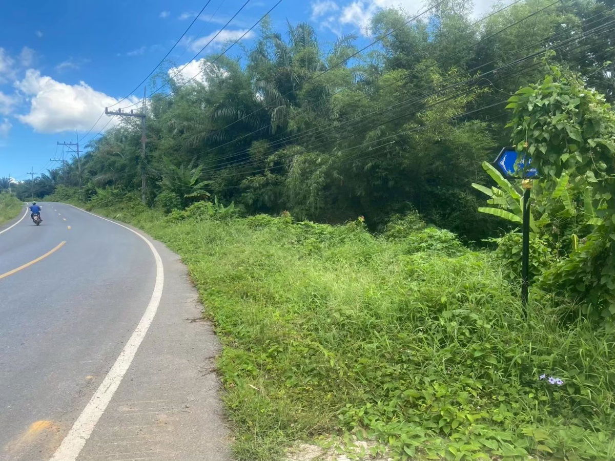 รูป สวนสัปปะรด 34 ไร่ ตำบลท่าอยู่ - รูปที่ 5/8