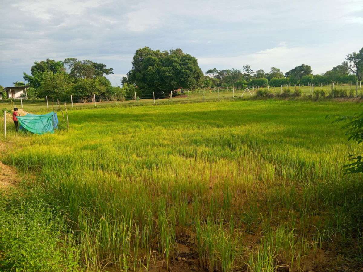 รูป ขายบ้านพร้อมที่ดิน 1 ไร่ 2 งาน 50 ตรว.  - รูปที่ 3/7