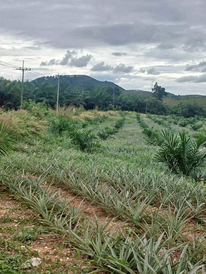 รูป สวนสัปปะรด 34 ไร่ ตำบลท่าอยู่ - รูปที่ 3/8