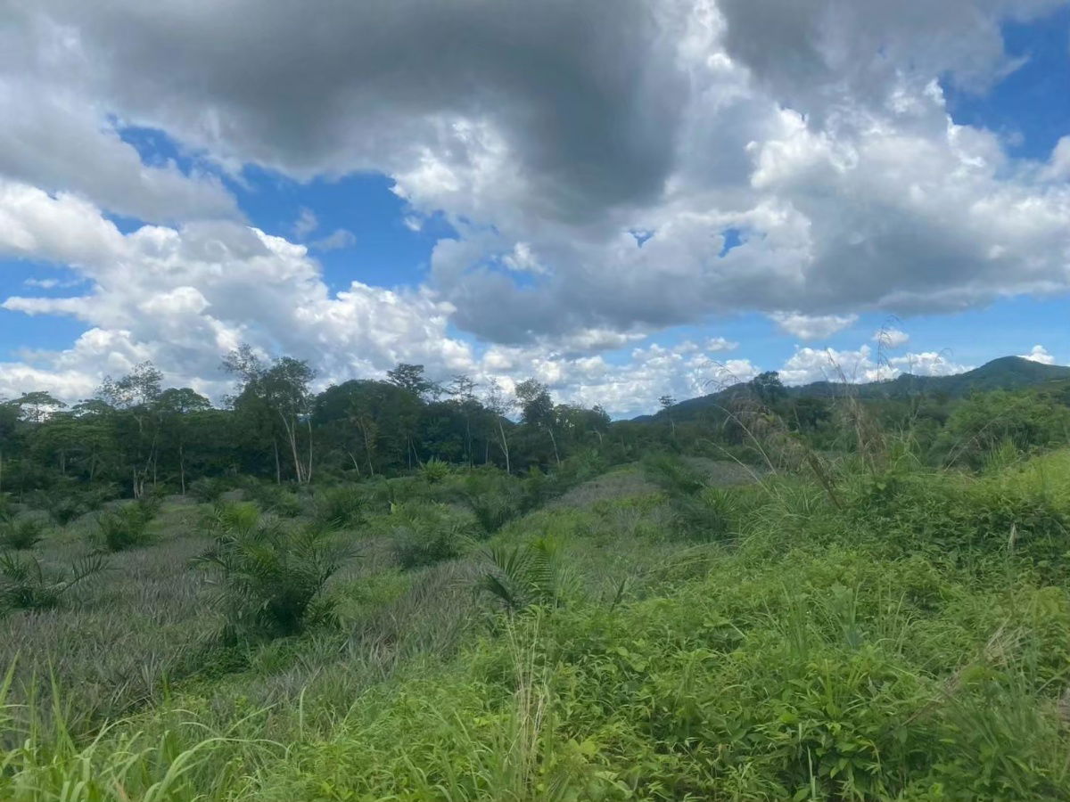 รูป สวนสัปปะรด 34 ไร่ ตำบลท่าอยู่ - รูปที่ 6/8