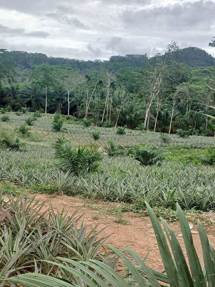 รูป สวนสัปปะรด 34 ไร่ ตำบลท่าอยู่ - รูปที่ 7/8