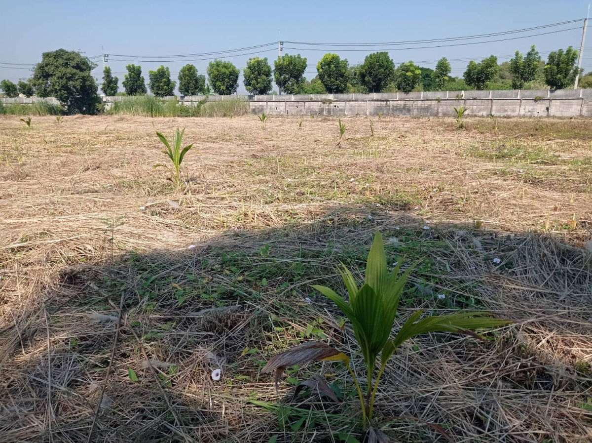 รูป ขายที่ดิน 7 ไร่ รังสิต-นครนายก คลอง15 ตำบลประชาธิปัตย์ อำเภอธัญบุรี จังหวัดปทุมธานี(ธัญบุรี) - รูปที่ 5/13