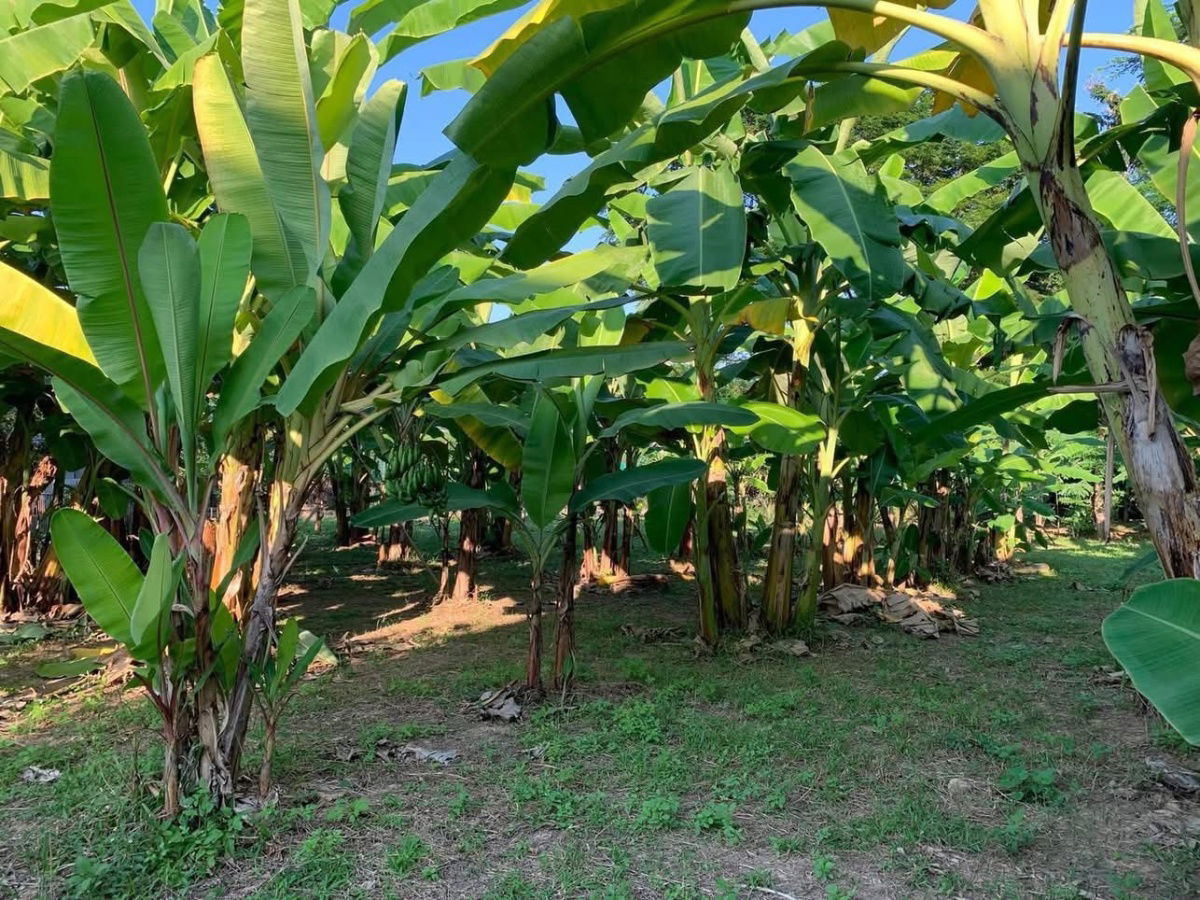 รูป ขายที่ดินทำเลทอง! หมู่บ้านช่างทอง ต.สุเทพ อ.เมืองเชียงใหม่ ใกล้มหาวิทยาลัยเชียงใหม่ (หลัง มช.) - รูปที่ 10/12