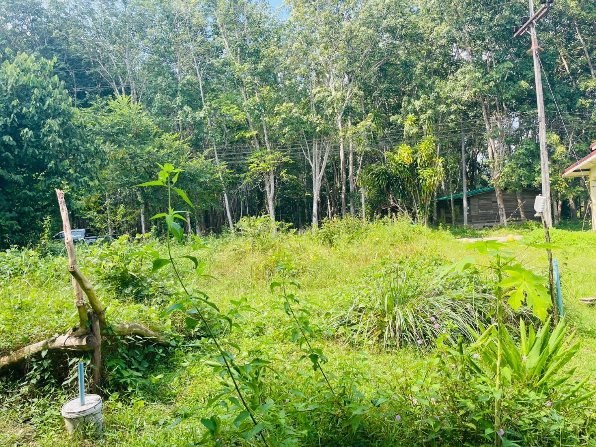 รูป ที่ดินเปล่า85ตารางวาปรับหน้าดินแล้ว - รูปที่ 2/5