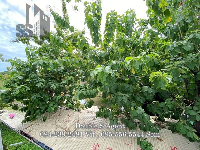 picture SS 117 #For rent Regent Home 25 Tiwanon, size 31 sq m, Building D, 3rd floor #No afternoon sun #Cheap condo for rent - 12/12