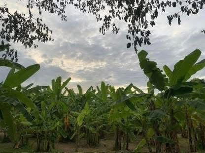 รูป ขายที่ดินทำเลทอง! หมู่บ้านช่างทอง ต.สุเทพ อ.เมืองเชียงใหม่ ใกล้มหาวิทยาลัยเชียงใหม่ (หลัง มช.) - รูปที่ 3/12